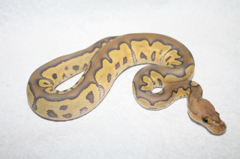 hypo clown female