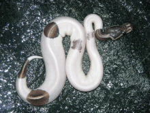 piedblackpastel