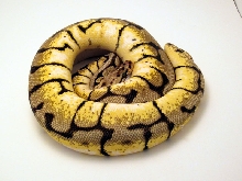 2009 bee female