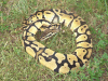 10-2-06 pastel male 3