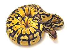 2010 vanilla pastel female