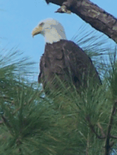 bald eagle close up