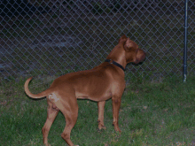 apbt