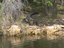 gator1
