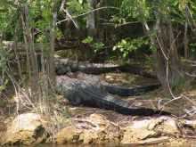 gator3