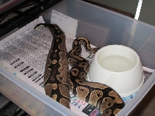het pied ovulation