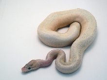 ivoryfemale5-8-11
