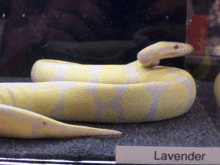 lavalbino1