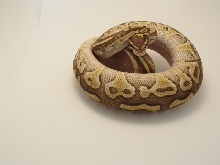 lesserfemale5-8-11