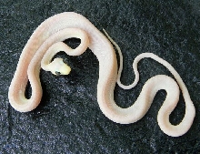 lucy amazon tree boa
