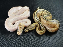 paradox ivory and superstripe