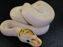paradox ivory post shed