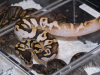 pastelcalico1