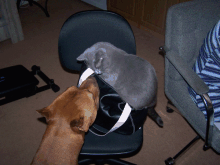 smokey&chief