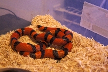 Tangerine Hondo