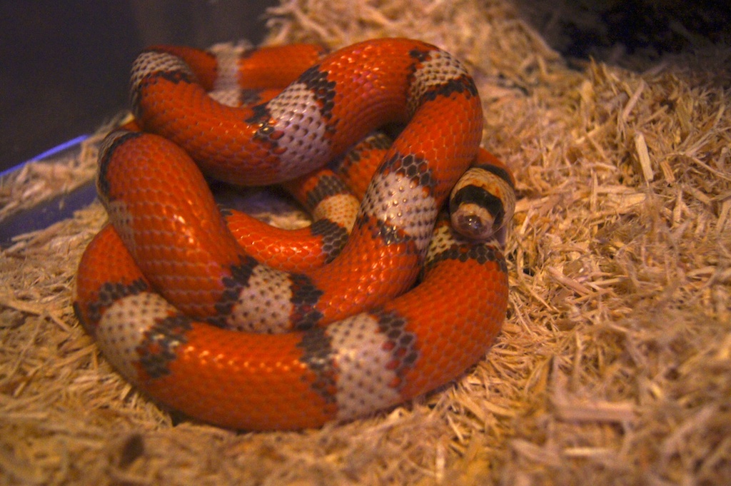 Vanishing Pattern Hondo