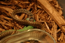 Eastern Coachwhip Eating