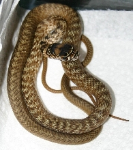 CB Eastern Coachwhip