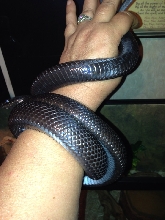 Nyissa on my arm