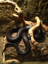 Nyissa resting on her log