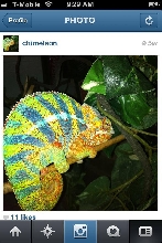 chi male bluebar sleeping