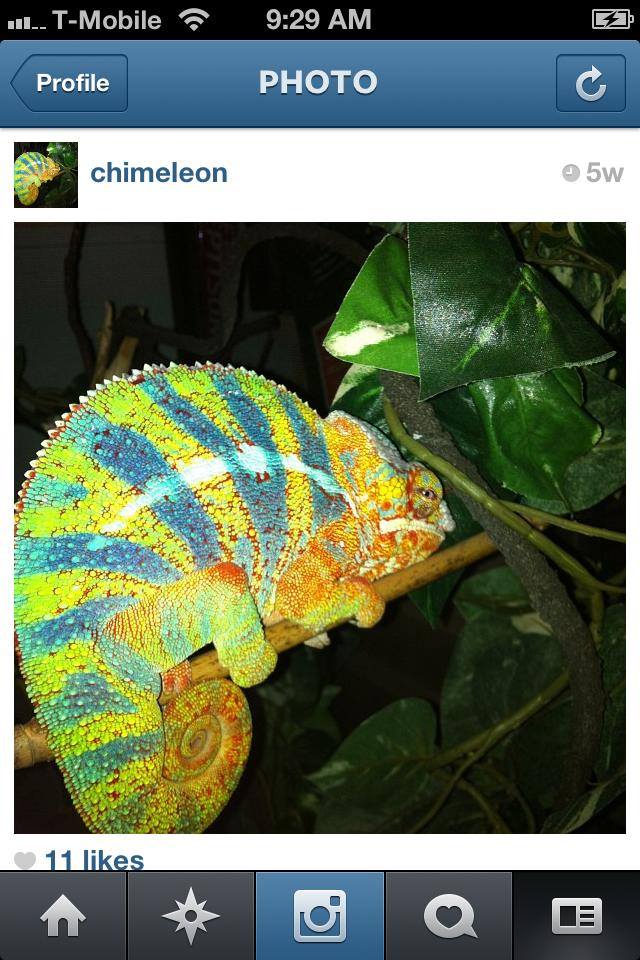 chi male bluebar sleeping