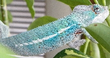 male panther chameleon I bred