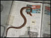 My new Cuban Boa (Epicrates angulifer)