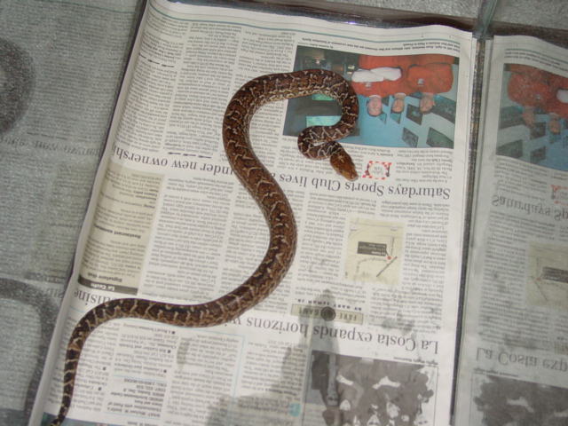 My new Cuban Boa (Epicrates angulifer)
