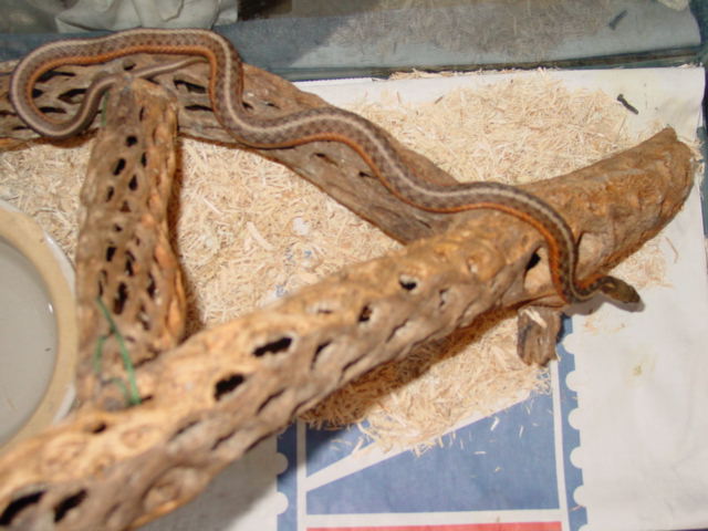 Could this be a flame garter?