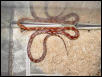 Zig Zag Corn Snake het for Ghost