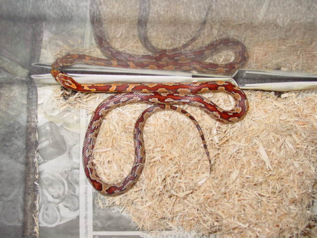 Zig Zag Corn Snake het for Ghost