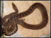 Another one of my Cuban Boas