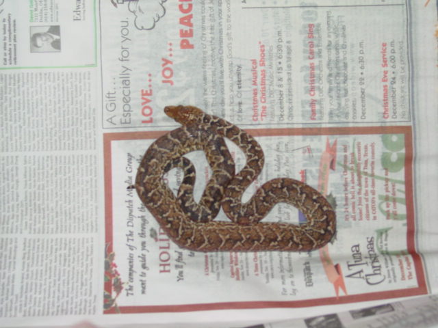 Another pic of the female Cuban