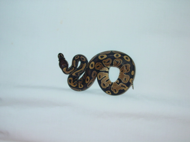 het for Piebald ball python