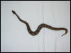 another pic of the het for pied male