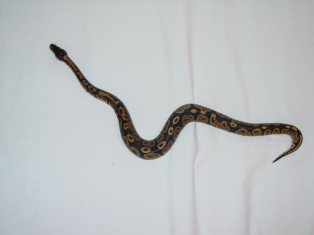 another pic of the het for pied male