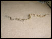 Most beautiful boa? possibly