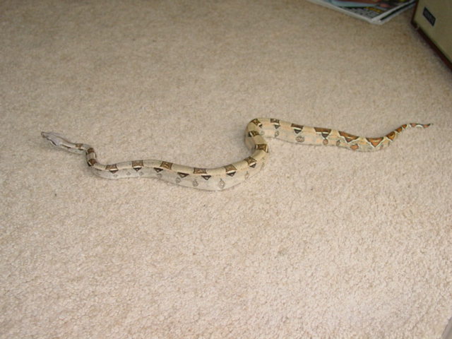 Most beautiful boa? possibly
