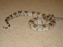 7-19-03 male pastel side shot