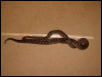 Male Cuban Boa