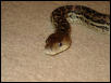 male cuban boa