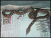female cuban boa