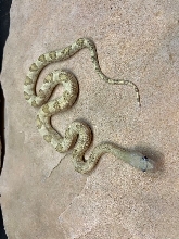 BLONDE TRANS PECOS RATSNAKE