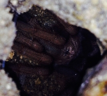 Fresh molted baby Arizona blond tarantula