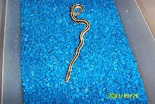 2003 mexican