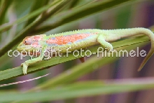 Bradypodion pumilum