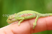 Bradypodion pumilum