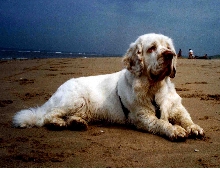 clumber spaniel