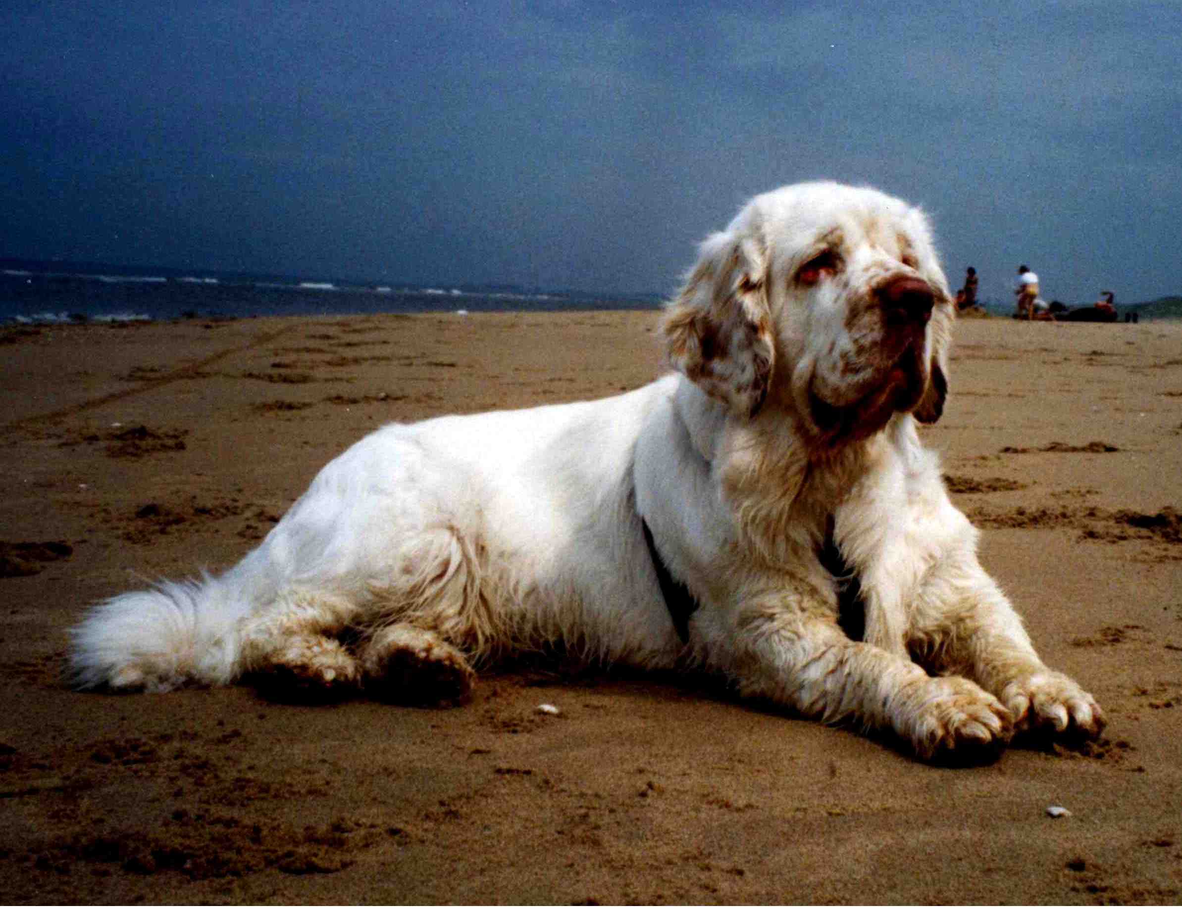 clumber spaniel